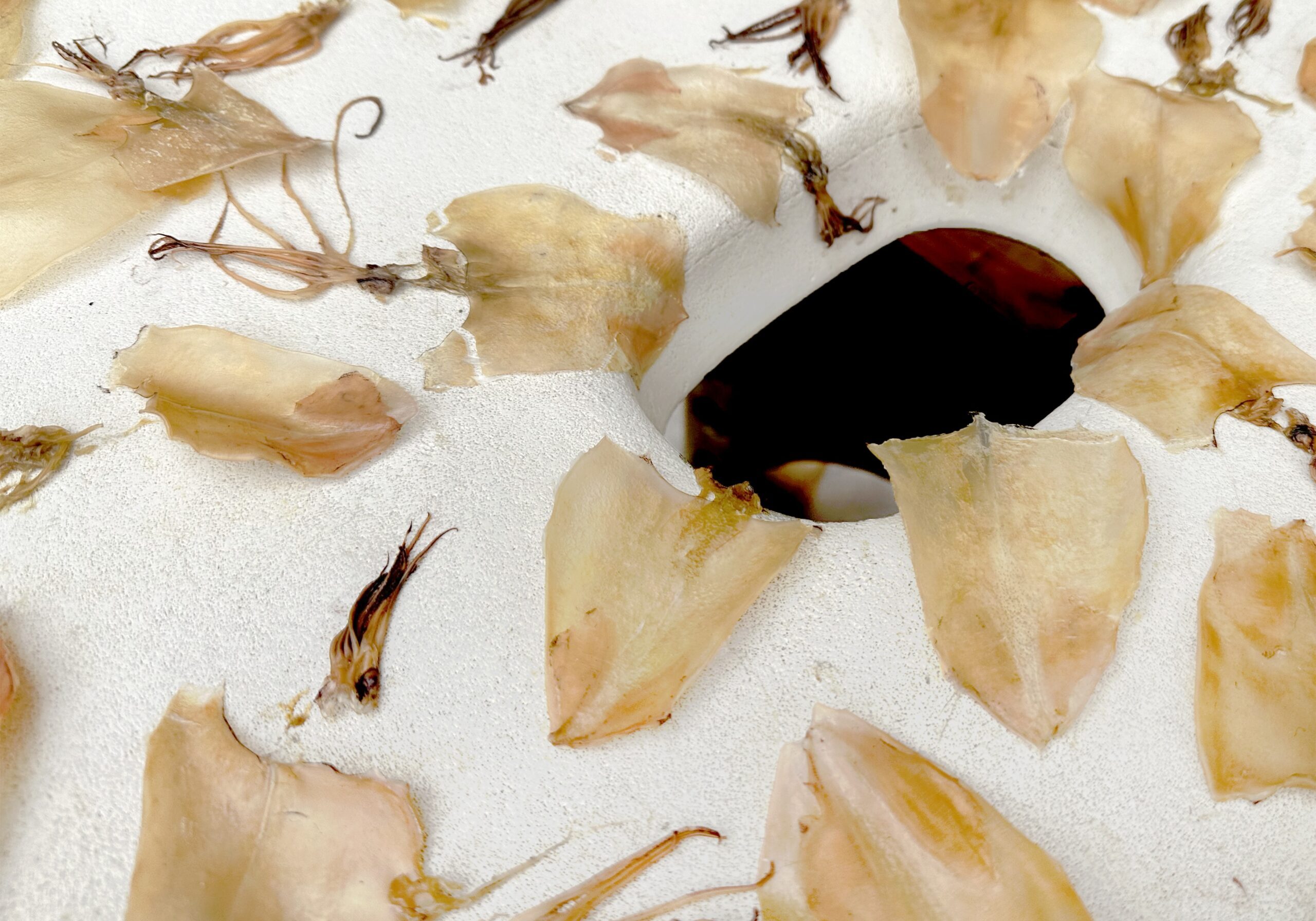 Squid Promo Img_01